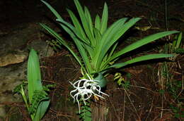 Image of Hymenocallis cleo Ravenna