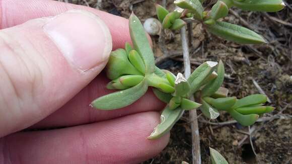 Image of Delosperma hollandii L. Bol.