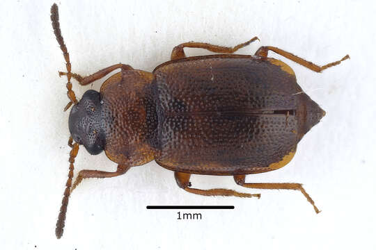 Anthobium atrocephalum (Gyllenhal 1827)的圖片