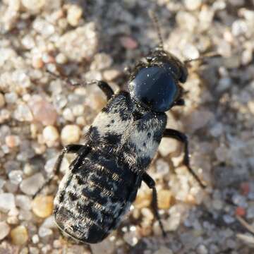 Image of Hairy Rove Beetle