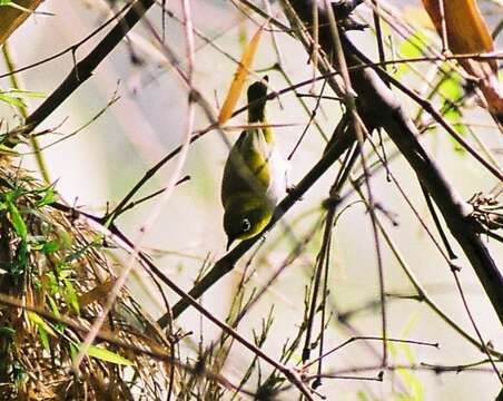 Image of Indian White-eye