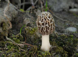 Image of Yellow Morel