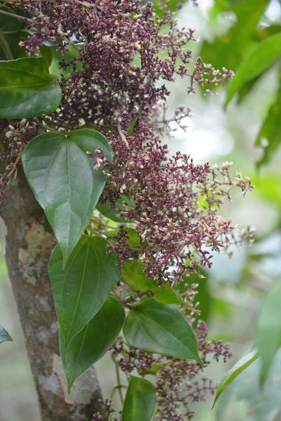 Mikania leiostachya Benth. resmi