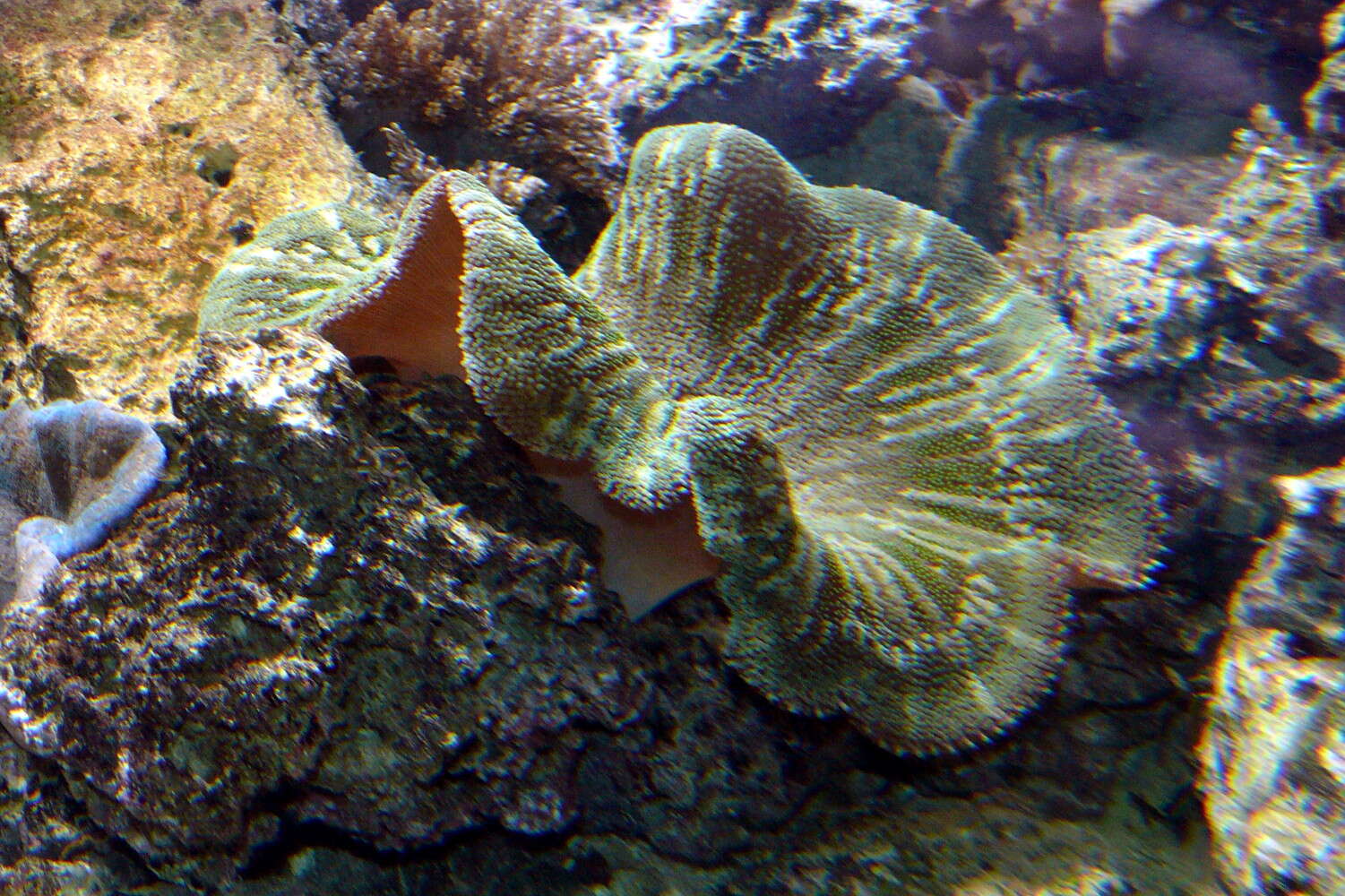 Image of Haddon's Carpet Anemone