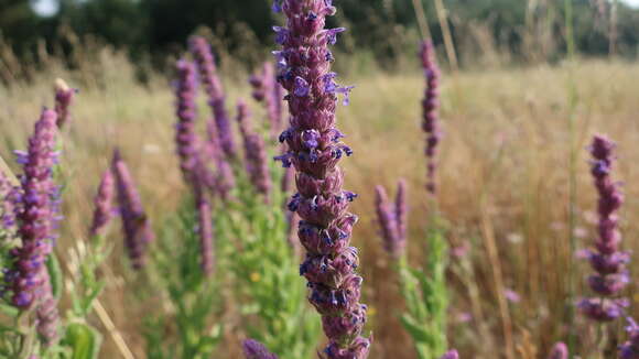 Imagem de Nepeta tuberosa L.