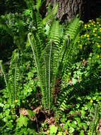 Image of ostrich fern