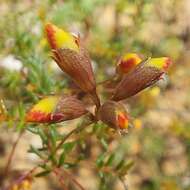 Image of Dillwynia trichopoda (Blakely) Jobson & P. H. Weston