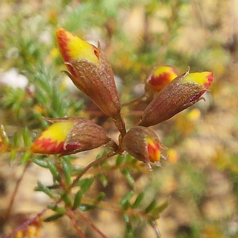 Image of Dillwynia trichopoda (Blakely) Jobson & P. H. Weston