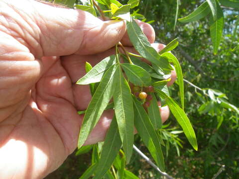 Image of Searsia pendulina (Jacq.) Moffett