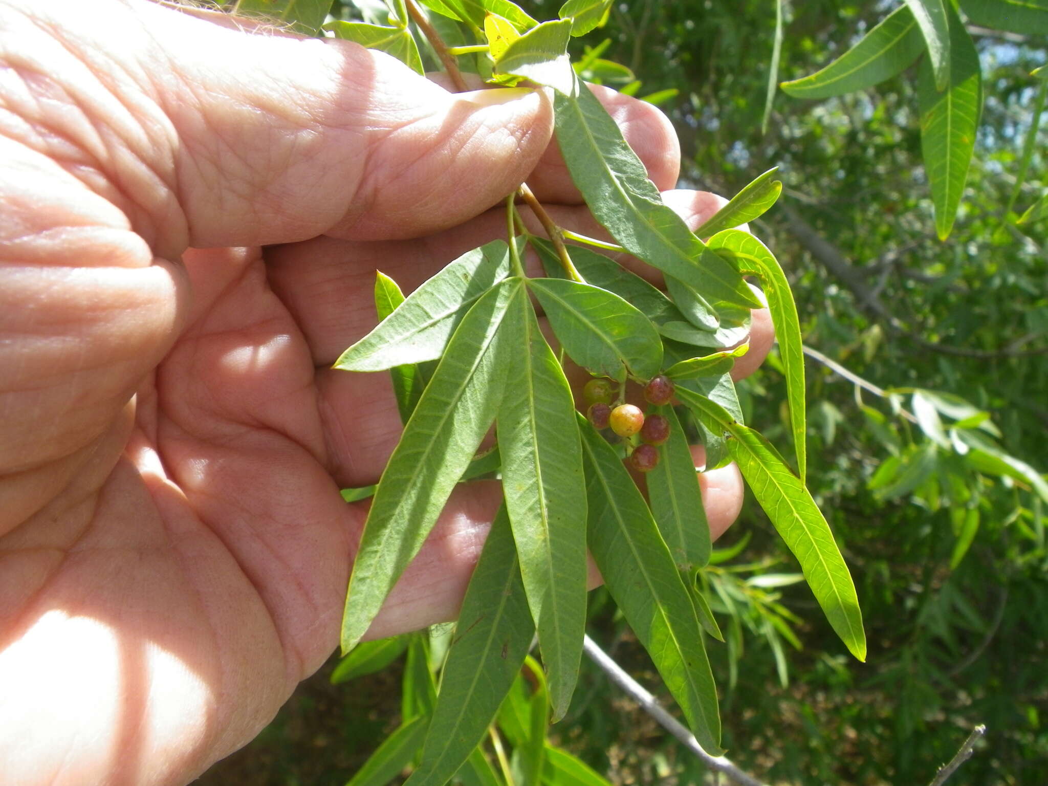 Image of Searsia pendulina (Jacq.) Moffett