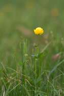 Image of Globe flower