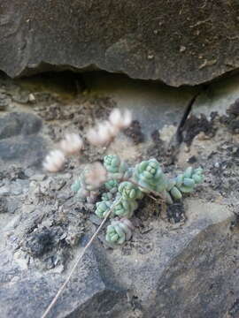 Image of thick-leaf stonecrop