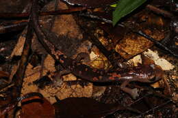 Image of Conant's Mushroomtongue Salamander