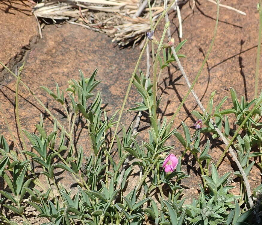 Image of <i>Tephrosia <i>capensis</i></i> var. capensis