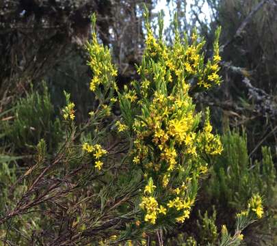 Image of Hypericum juniperinum (L. fil.) Kunth