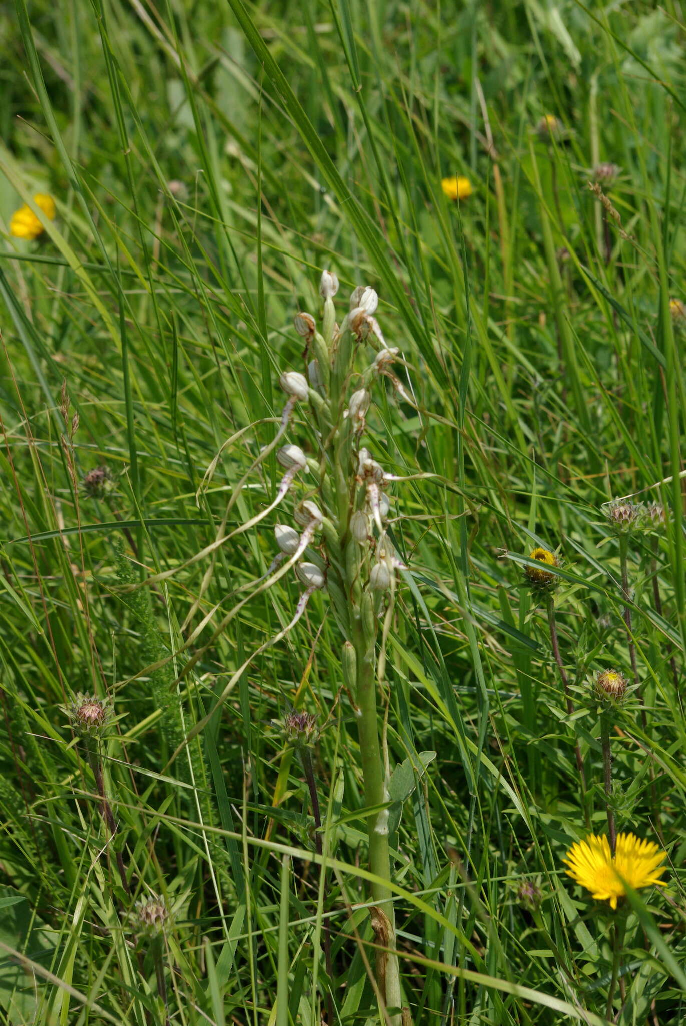 Himantoglossum adriaticum H. Baumann resmi