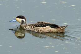 Image of Blue-billed Teal