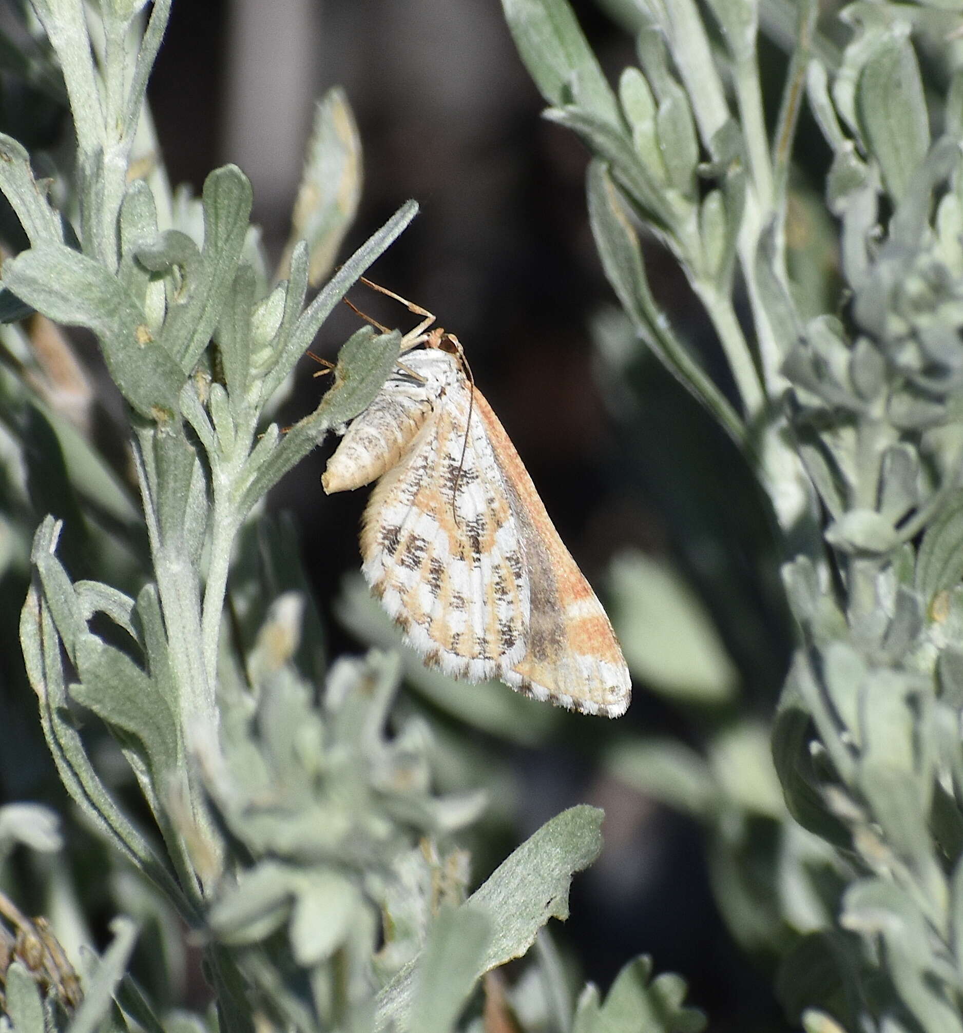 Image of Stamnodes marmorata Packard 1896