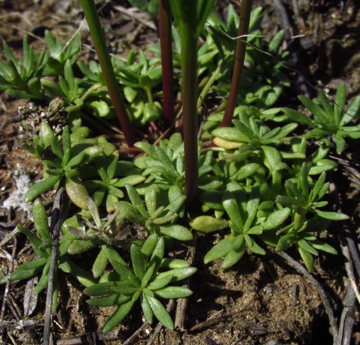 Plancia ëd Nuttallanthus canadensis (L.) D. A. Sutton