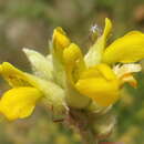 Image de Pearsonia cajanifolia subsp. cajanifolia