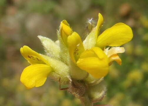 Image of Pearsonia cajanifolia subsp. cajanifolia