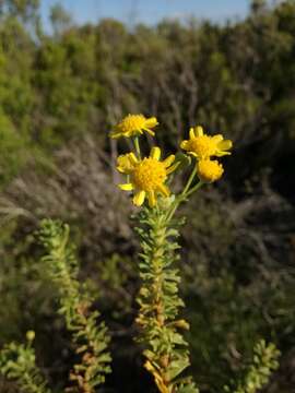 Image of Euryops algoensis DC.