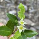 Image de Anodopetalum biglandulosum (Hook.) J. D. Hook.