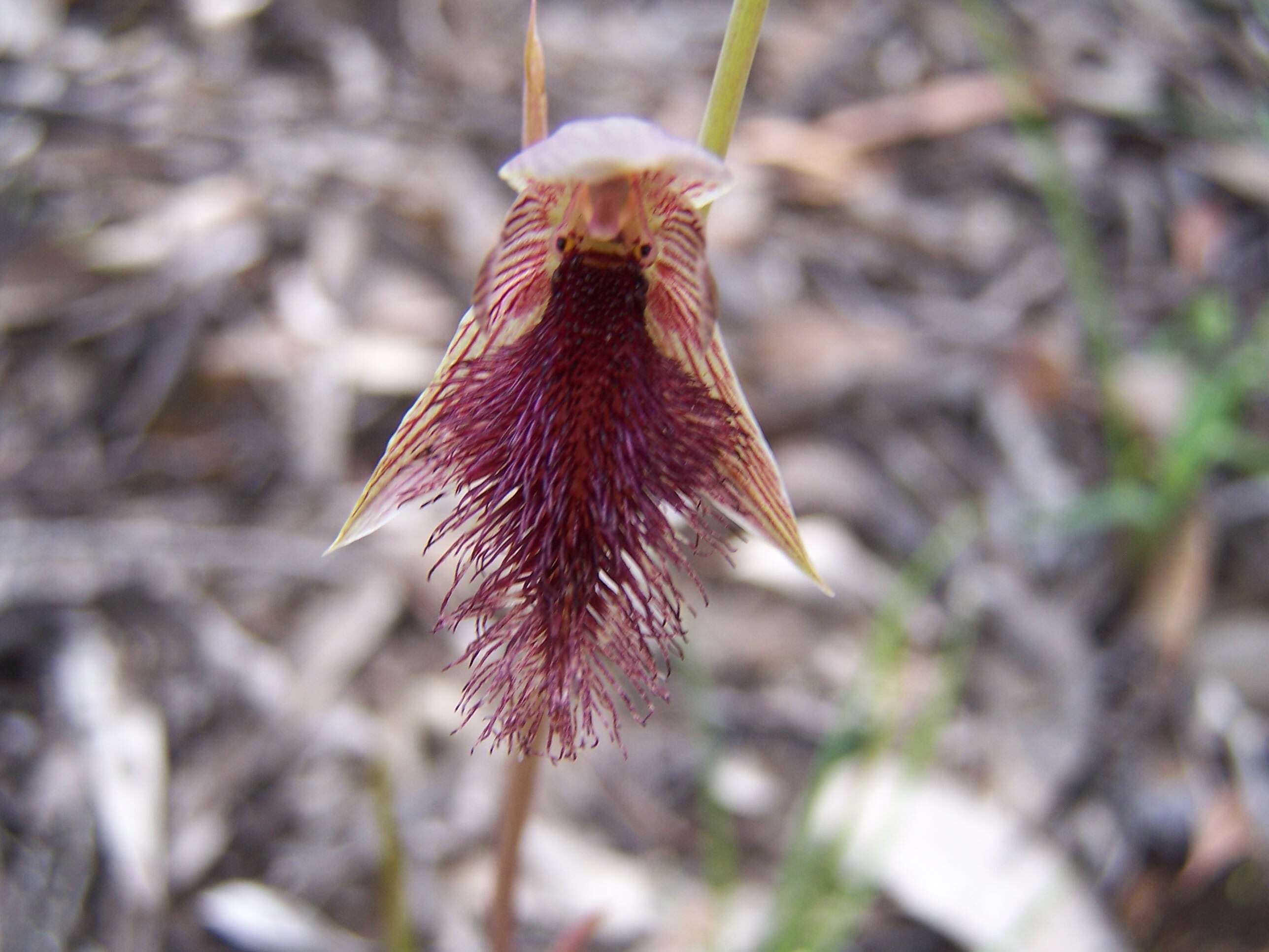 Calochilus robertsonii Benth.的圖片