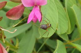 Tephrosia macropoda (E. Mey.) Harv.的圖片