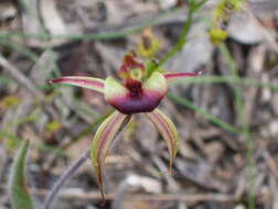 Image of Plain-lip spider orchid