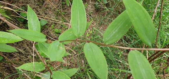 Sivun Bomarea multiflora (L. fil.) Mirb. kuva