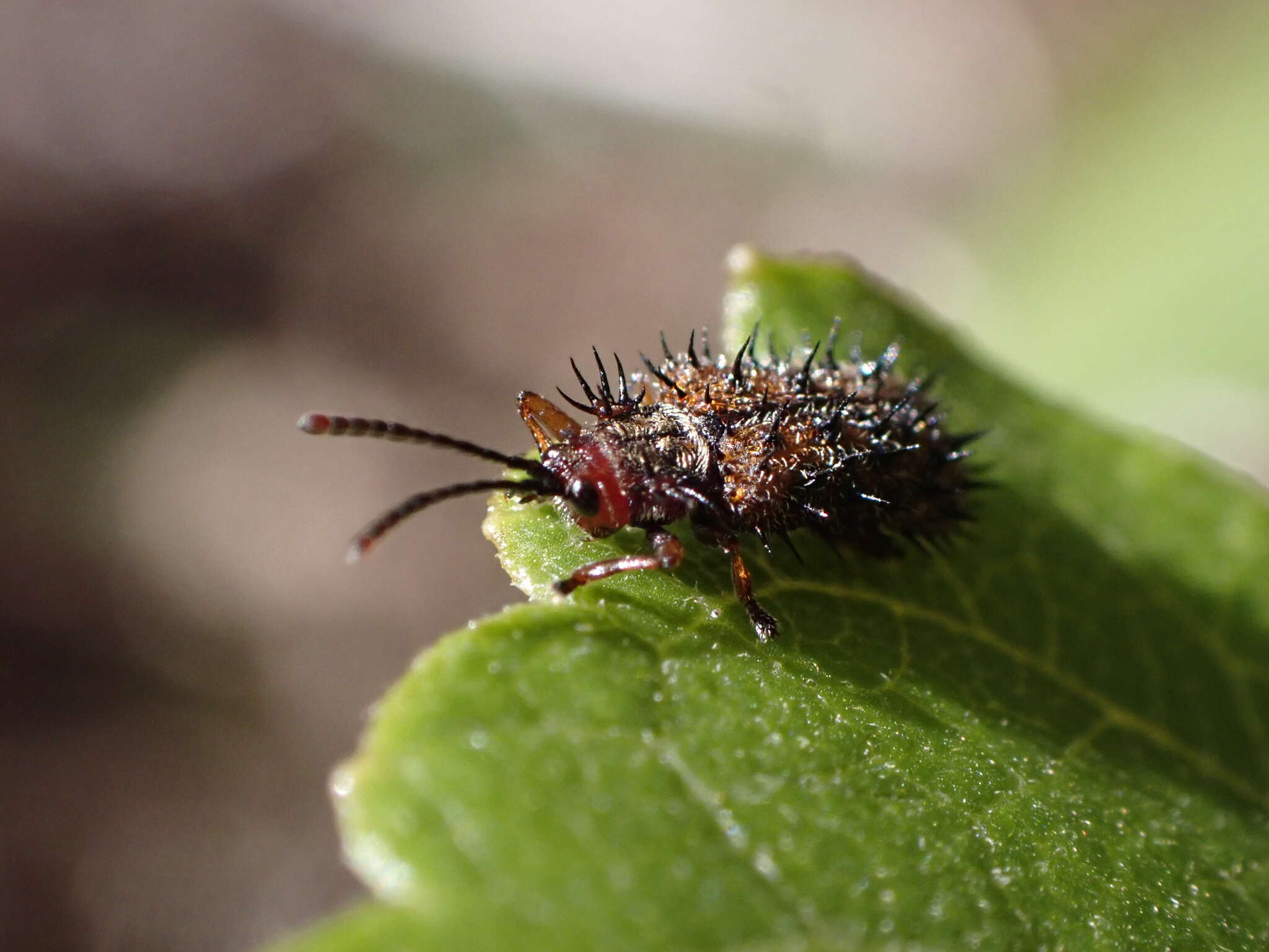 Image of Dicladispa (Dicladispa) occator (Brullé ex Webb & Berthelot 1838)