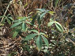 Image of cassava