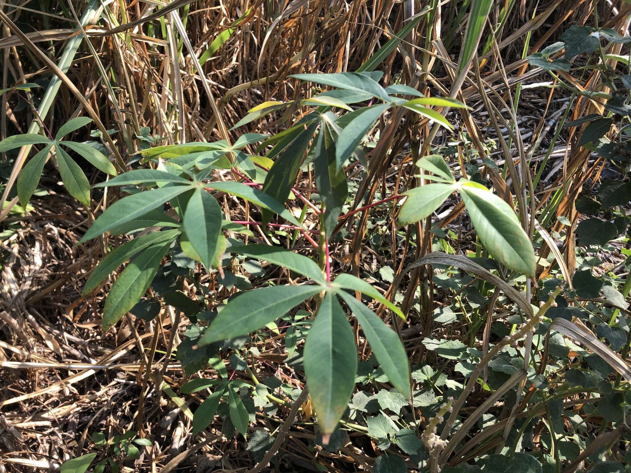 Image of cassava