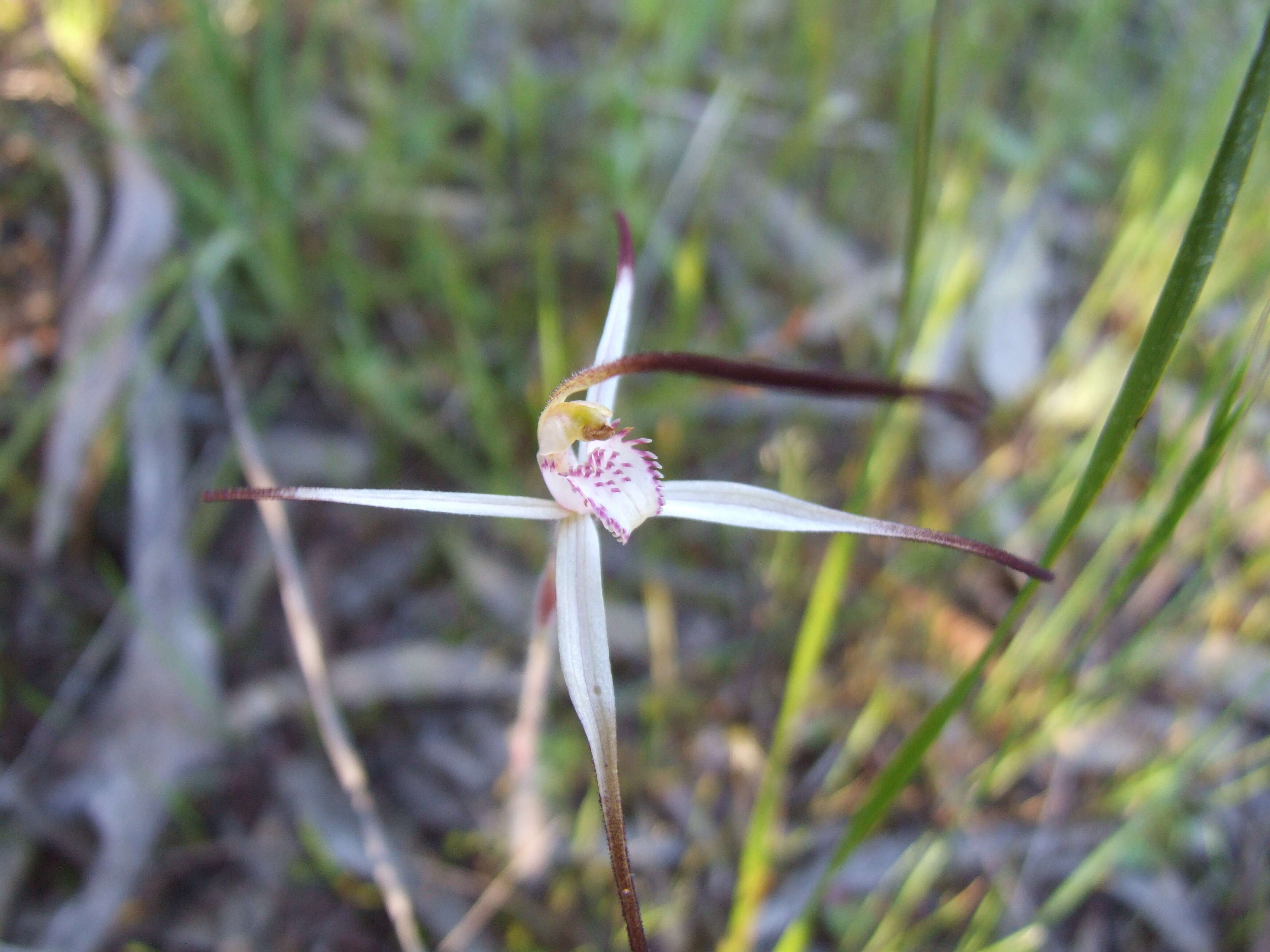 Image of Candy spider orchid