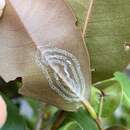 Image of Rugose spiraling whitefly