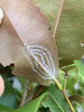 Image of Rugose spiraling whitefly