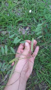 Image of Florida hoarypea