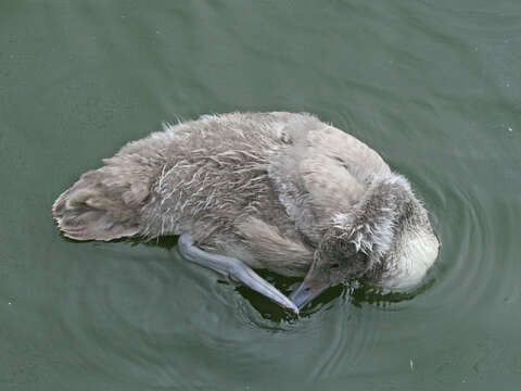 Image of Black-necked Swan