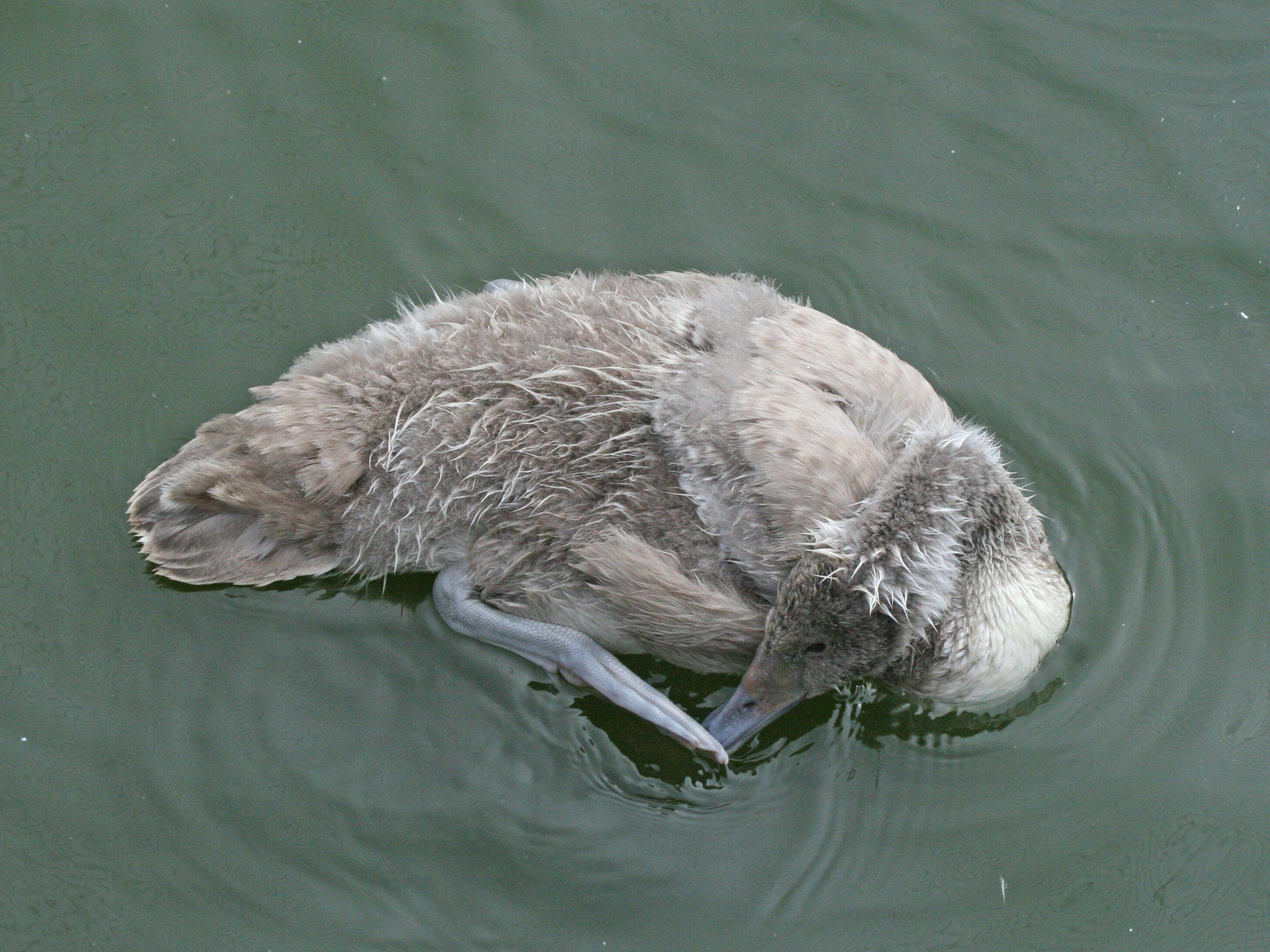 Imagem de Cisne-de-pescoço-preto