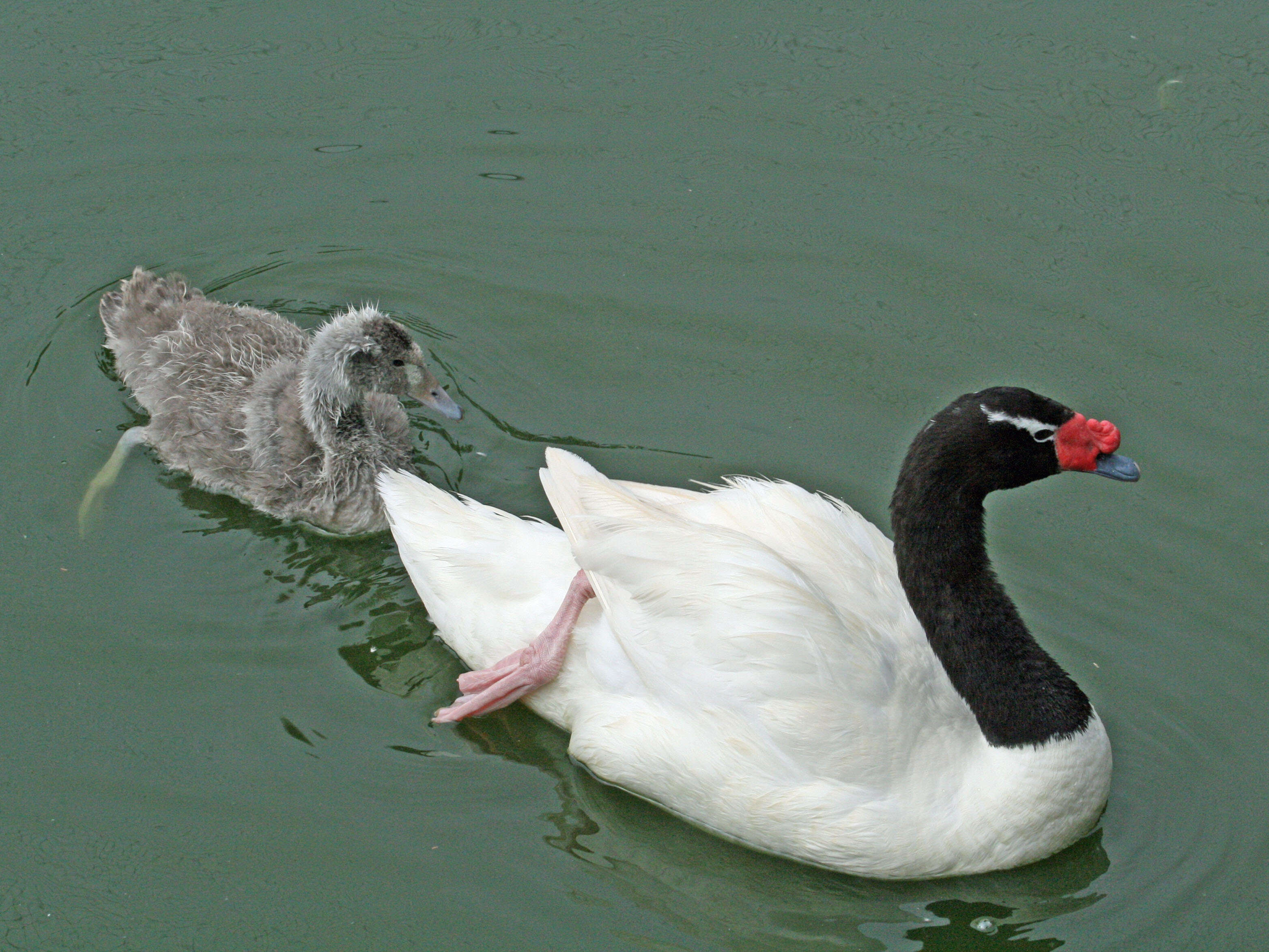 Imagem de Cisne-de-pescoço-preto