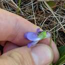Sivun Viola sagittata var. ovata (Nutt.) Torr. & A. Gray kuva
