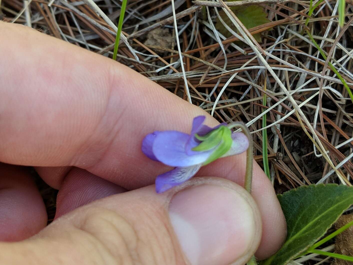 Image de Viola sagittata var. ovata (Nutt.) Torr. & A. Gray