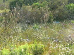 Image of Stipa austroitalica Martinovský