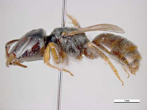 Image of Lasioglossum hemichalceum (Cockerell 1923)