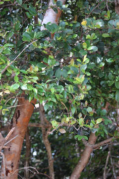 Image of Florida poisontree