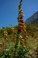 Imagem de Digitalis obscura L.