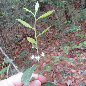 Image of large gallberry