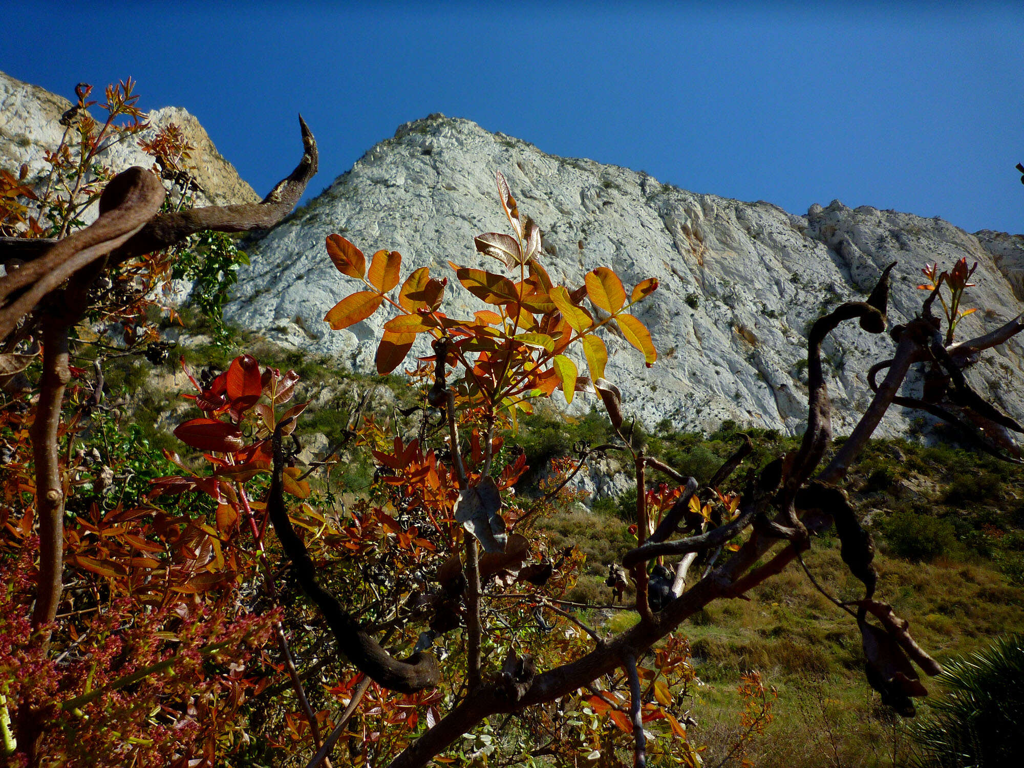 Image of Cyprus turpentine