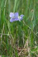 Image of common dog-violet